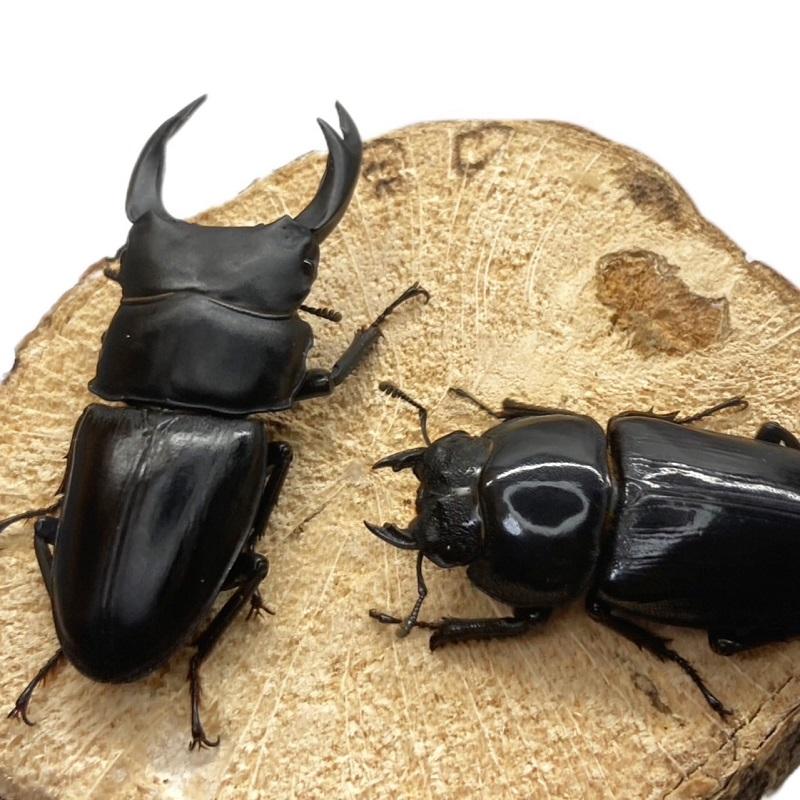 オオクワガタ 【能勢YG】 オス♂80mm〜 メス フリー 大型血統 国産