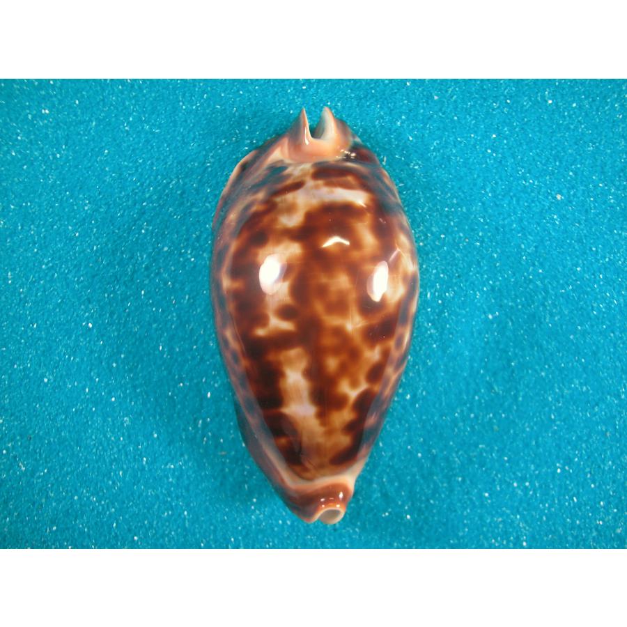 クロガネダカラ : 貝殻ストア - 通販 - Yahoo!ショッピング