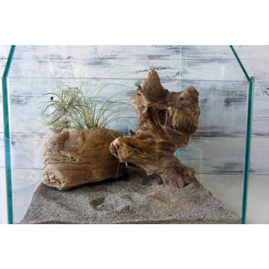 流木 爬虫類 登り木 あく抜き処理 煮沸消毒済 トカゲ ヤモリ ケージ