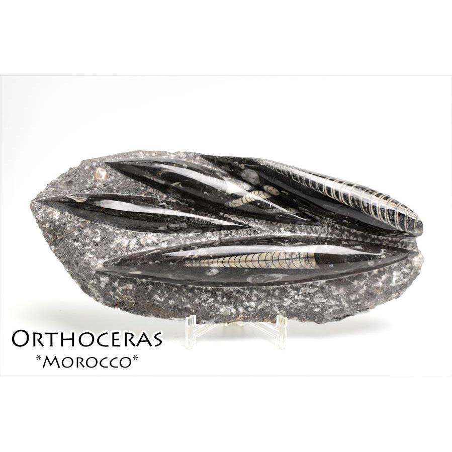 オルソセラス 直角貝 化石 プレート（約1500g）スタンド付き モロッコ