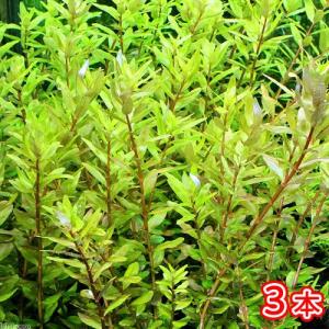 チャーム（charm） （水草）ロタラ マクランドラ（水中葉）（無農薬