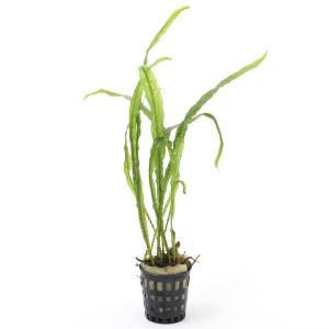 水草）ミクロソリウム 本ナローリーフ（水中葉）（無農薬）（葉数3