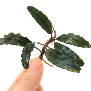 水草）ブセファランドラ ソルディデュラ ブルー（トロピカポット）（無