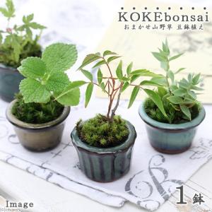 チャーム（charm） （山野草）盆栽 モモタマナの苗（桃玉菜）3〜3