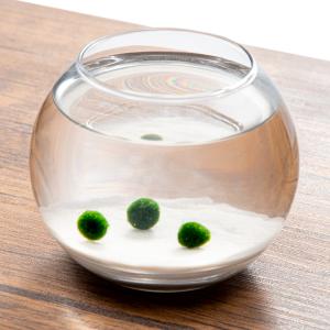 水草 国産マリモ 1個入り 無農薬 まりも お手軽 インテリア 育成簡単