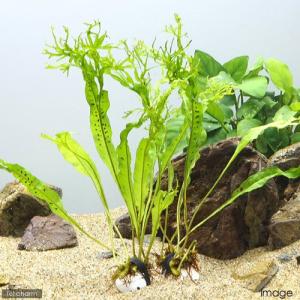 水草）ミクロソリウム 本ナローリーフ（水中葉）（無農薬）（葉数3