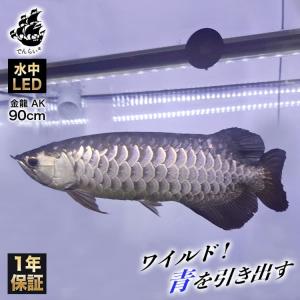 レッドアロワナ スーパーレッド 紅龍 水中 アロワナ ライト テンニング