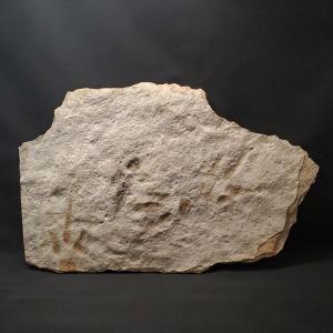 希少 ティラノサウルス類 化石 骨 恐竜 本物 ゴビ砂漠産 101.33mm