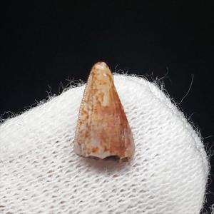 希少 異常巻き アンモナイト 化石 本物 フランス産 250mm プレゼント