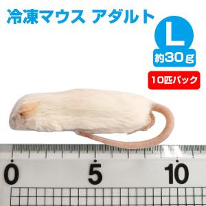 冷凍 エサ冷凍 冷凍マウス ホッパー Sサイズ 約10g 10匹パック T2