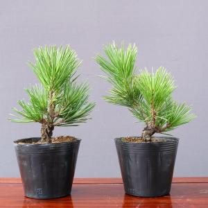 盆栽 特選：皐月(大盃)現品*さつき サツキ Rhododendron indicum