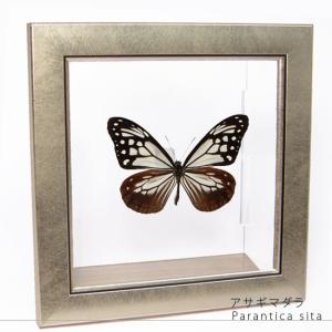 昆虫標本 蝶の標本 ゴダルティモルフォ ペルー産 メタリック調ライト