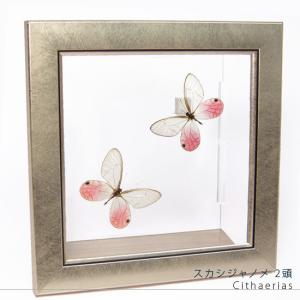昆虫標本 蝶の標本 キプリスモルフォ メタリック調ライトフレーム