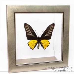 昆虫標本 蝶の標本 オオルリオビアゲハ メタリック調ライトフレーム