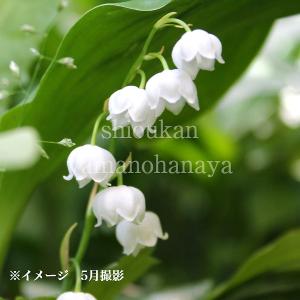 2026年2月】すずらんのおすすめ人気ランキング - Yahoo!ショッピング