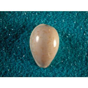 ビードロダカラ : 貝殻ストア - 通販 - Yahoo!ショッピング