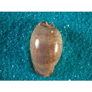 クロガネダカラ : 貝殻ストア - 通販 - Yahoo!ショッピング