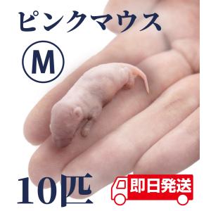 ZAZOO 国産 冷凍マウス ピンクマウスS 2〜3 g 約3.0 cm 真空 個別