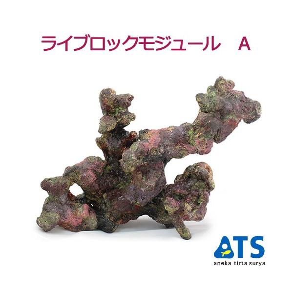 ライブロック 水槽」の人気商品一覧 | 安い商品を通販サイトから探す