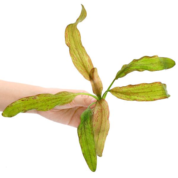 チャーム（charm） （水草）エキノドルス ジャングルスター NO．4