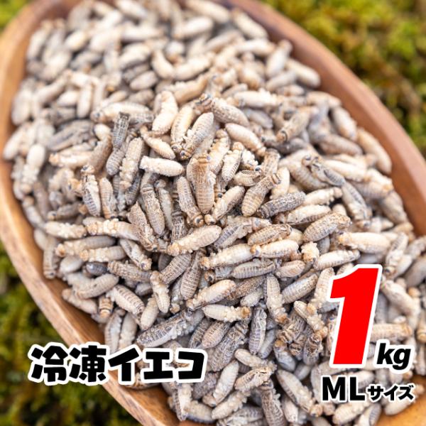 冷凍コオロギ 1kg 約3300匹 1.5-2cm コオロギ ヨーロッパイエコオロギ
