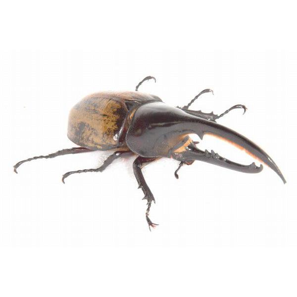 ヘラクレス モリシマイ オオカブト ♂125〜129mmペア（メス