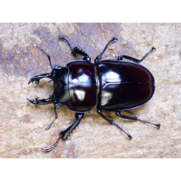 西表島産 チャイロマルバネクワガタ 22mm 21mm 西表島における