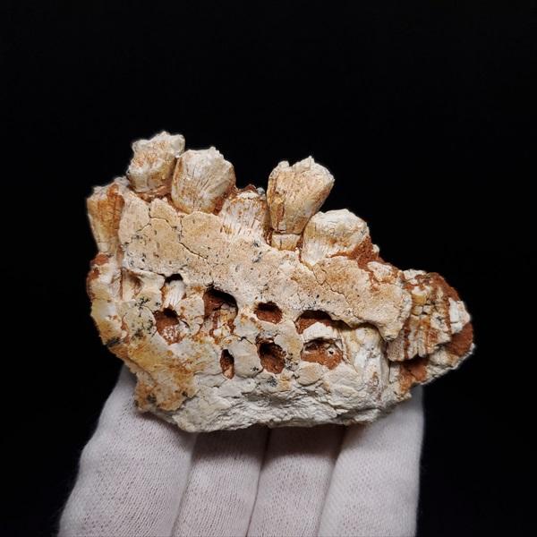 博物館級 キプロスドワーフカバ 化石 顎 本物 キプロス共和国 fr53