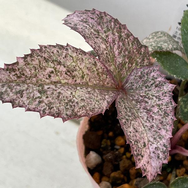 松村ナーセリーさんのクリスマスローズ（原種系） ステルニー ピンク