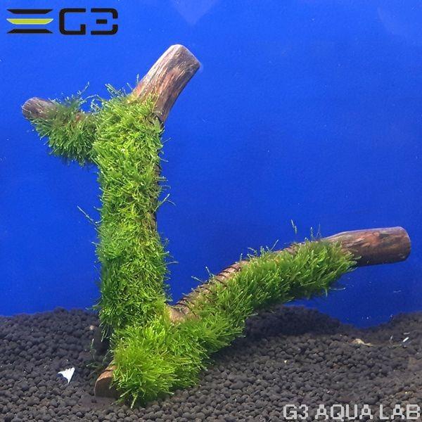 No,004 国産 南米ウィローモス 活着流木 1個 : G3 AQUA LAB ヤフー