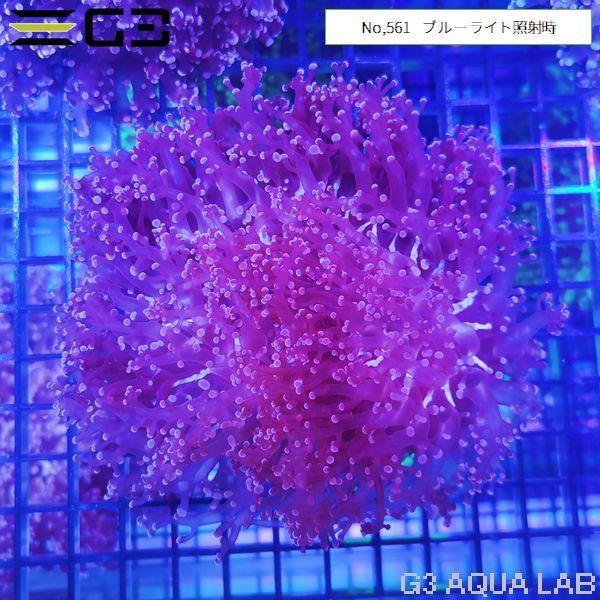 ホンタコアシサンゴ ピンクパープル 1個体（No,561） : G3 AQUA LAB