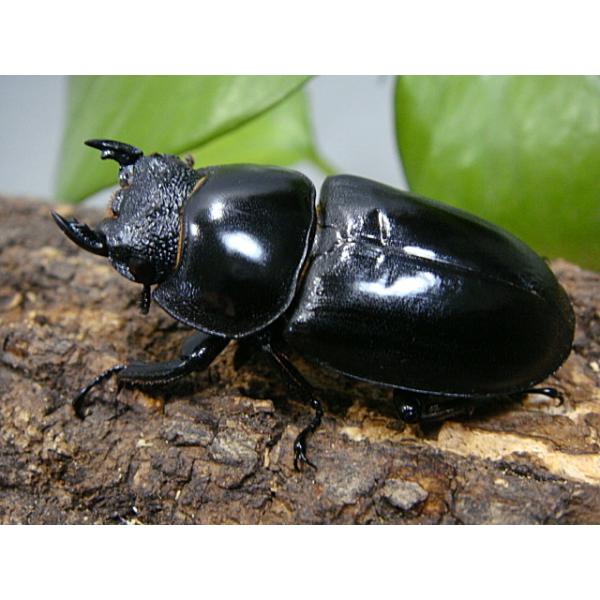 アンタエウスオオクワガタ（マレーアンタエウス）成虫【メス単品