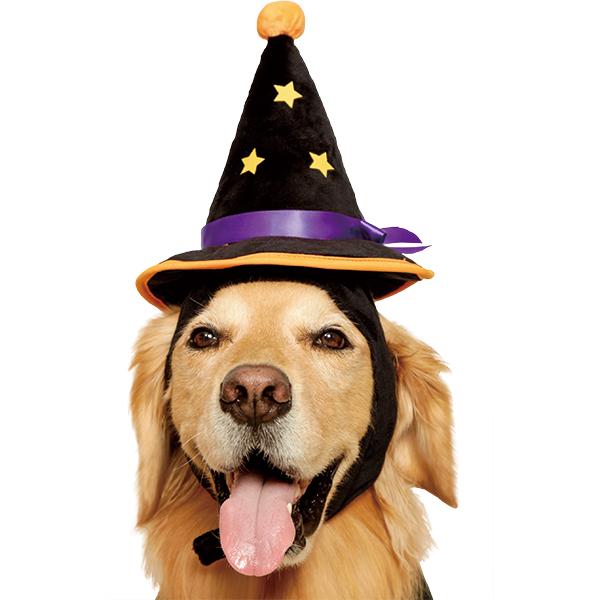 大型犬用ハロウィン衣装）魔女さん帽子（63386） : 大型犬用品専門店