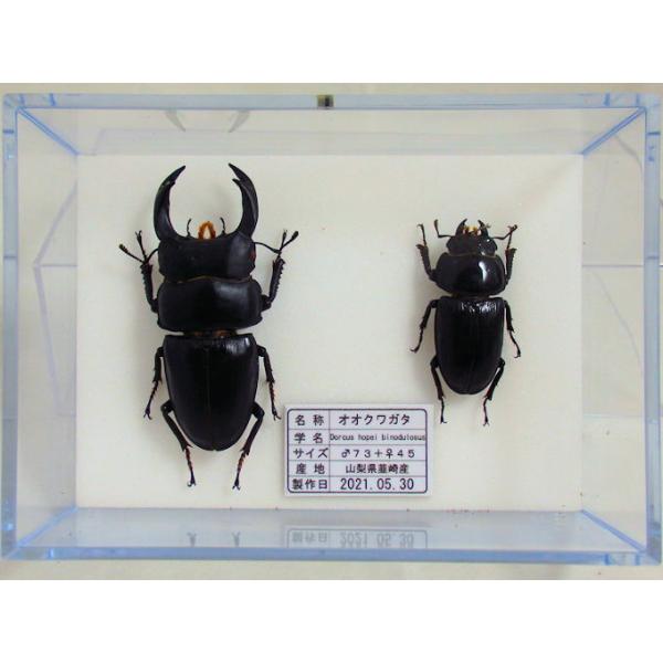 オオクワガタ♂73＋♀45（クワガタ標本） : オオクワ京都昆虫館