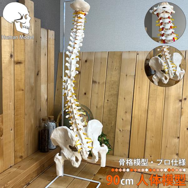 骨格模型 脊柱 骨盤 スタンド付き カイロ 整体 接骨鍼灸院 背骨 色付き