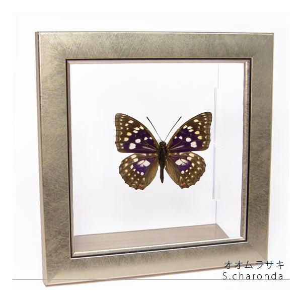 昆虫標本 蝶の標本 オオムラサキ メタリック調ライトフレーム