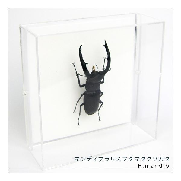 蝶の標本 複数額装 蝶の標本 複数額装 超希少 マンディブラリス