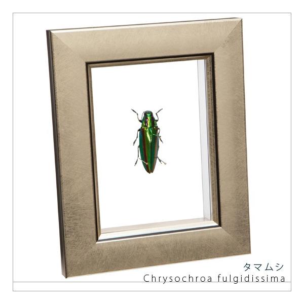 昆虫標本 タマムシ メタリック調ライトフレーム : ソプラノYahoo!店