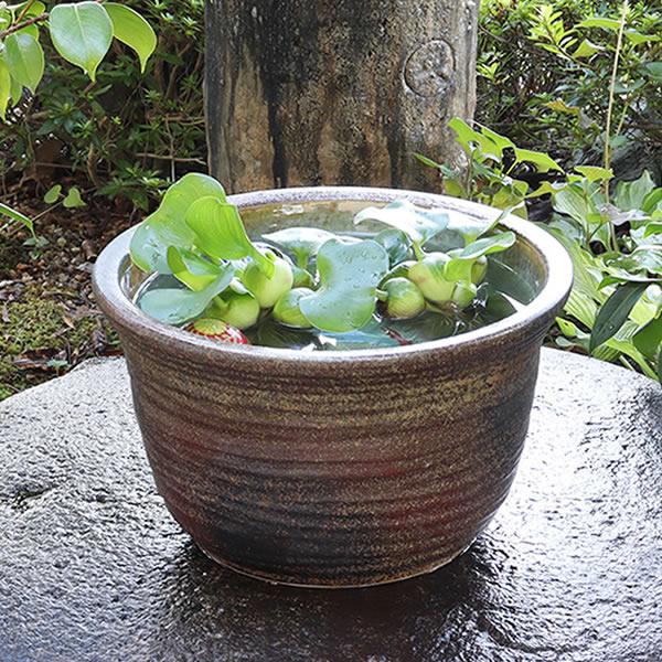 信楽焼 睡蓮鉢 メダカ鉢 おしゃれ めだか鉢 陶器 水鉢 ビオトープ