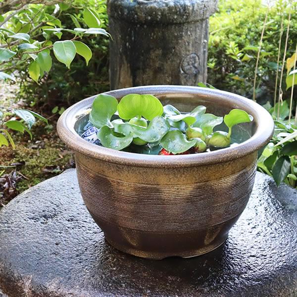 信楽焼 睡蓮鉢 メダカ鉢 おしゃれ めだか鉢 陶器 水鉢 ビオトープ