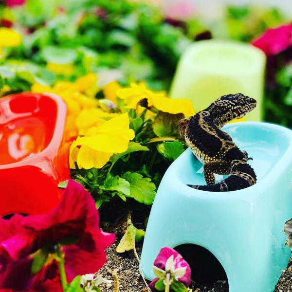 i Shelter アイシェルター 最高級美濃焼ペット用シェルター 爬虫類