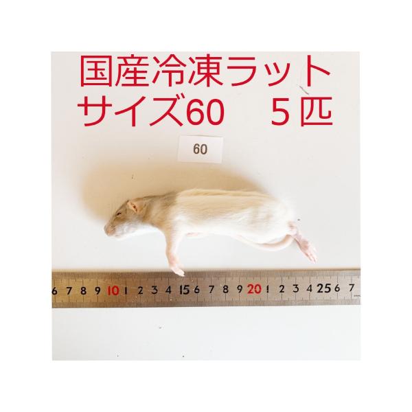 国産 冷凍ラット サイズ60 5匹 冷凍餌 : ショップザ・パーン - 通販