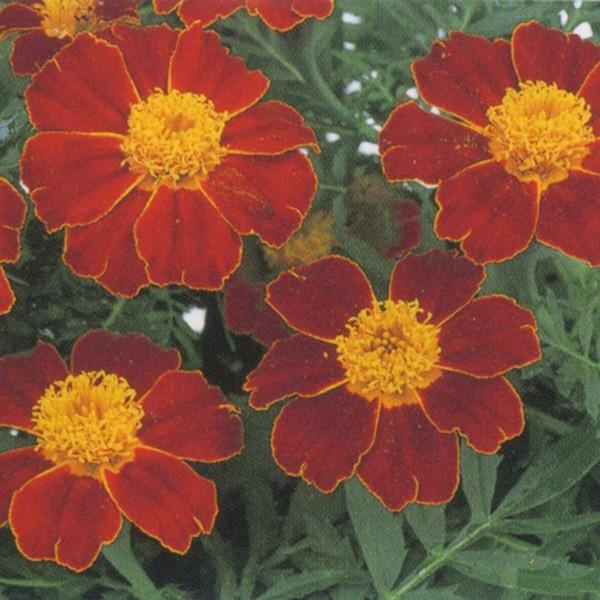 花の種（営利用）マリーゴールド ディスコ レッド 1000粒 クリーン