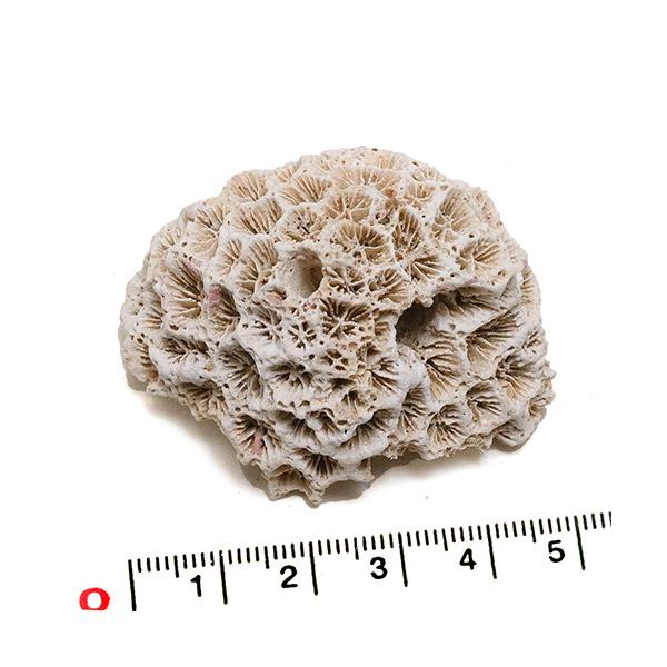 yunyuzakka-com_60900-1