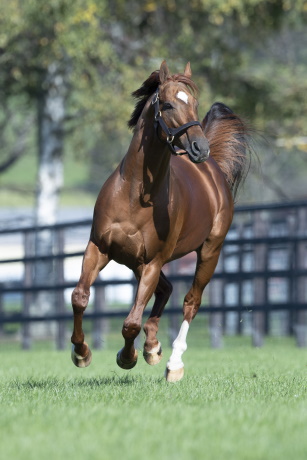 アニマルキングダム（USA）：日本軽種馬協会