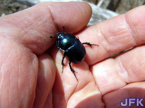 クワガタとカブト観察日記 ドルクスショップJFK