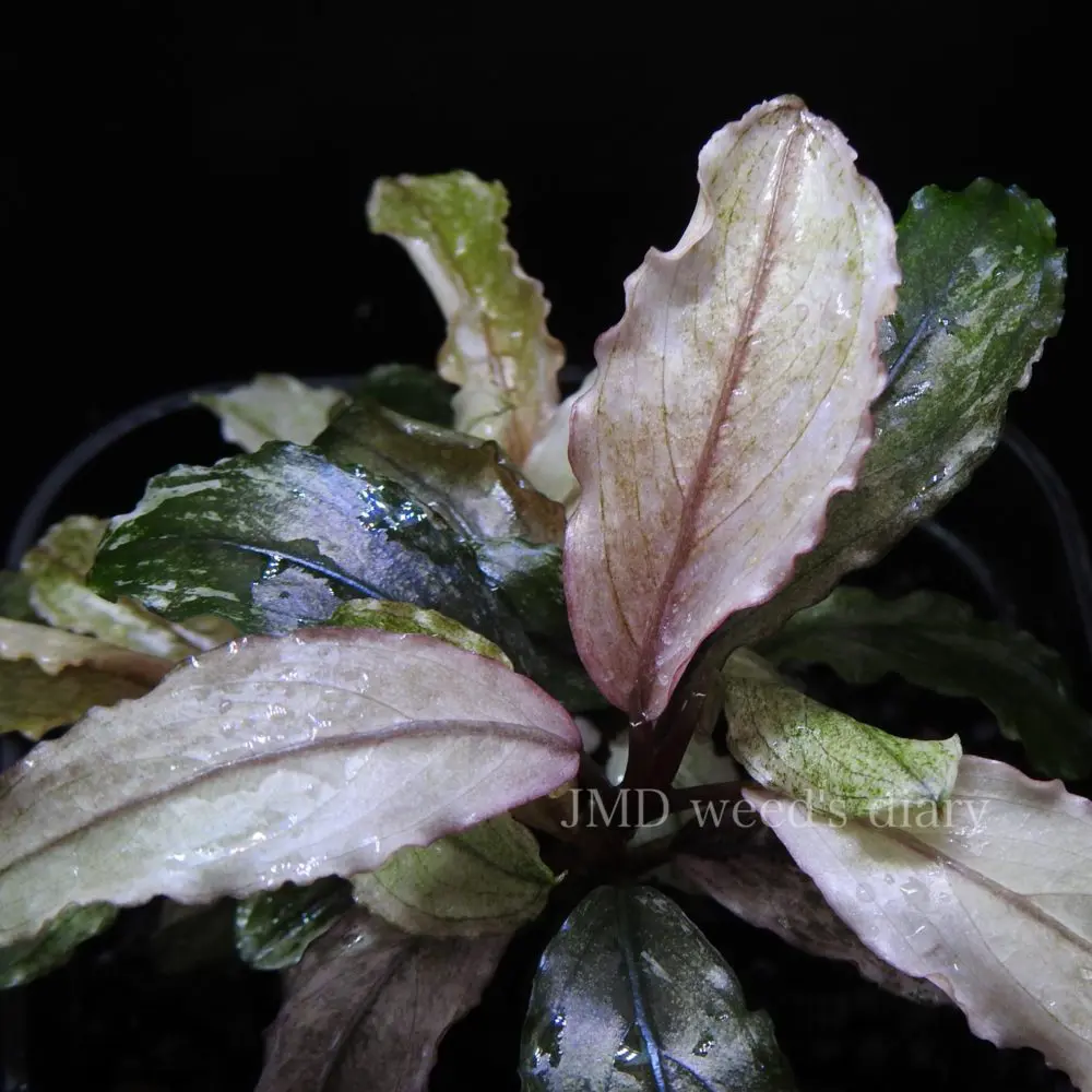 Bucephalandra sp.PinkVariegatedピンクバリエガータ ブセファランドラ