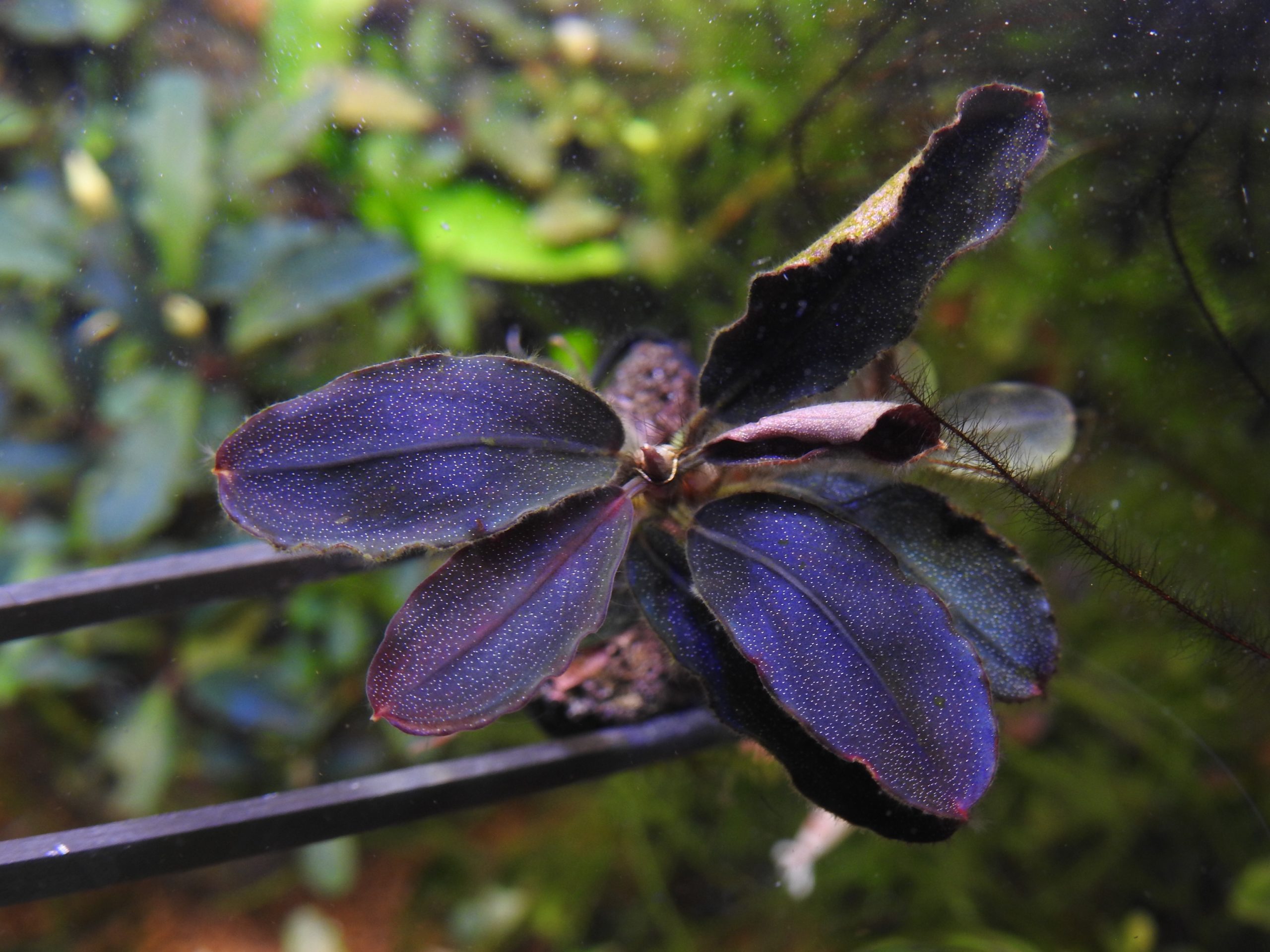ブセファランドラsp.ブラウニー ネオ 2015❣️ Bucephalandra sp