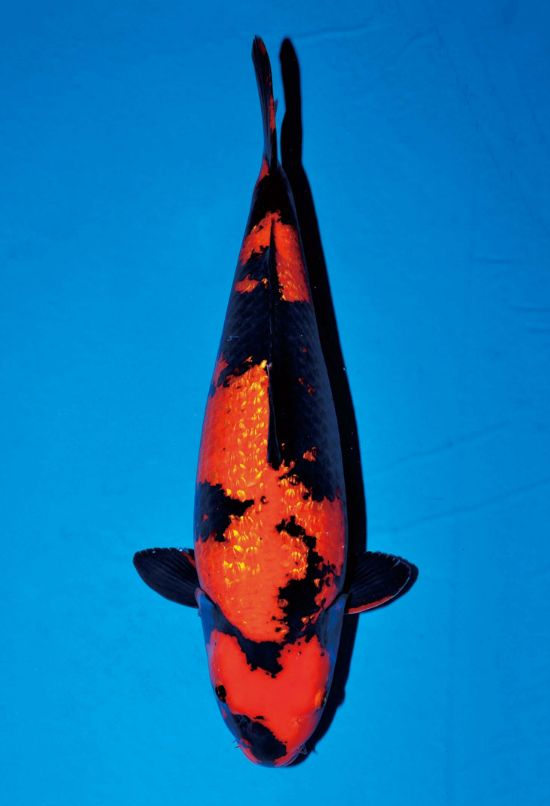 B銀鱗 - 錦鯉の品種 - 全日本錦鯉振興会