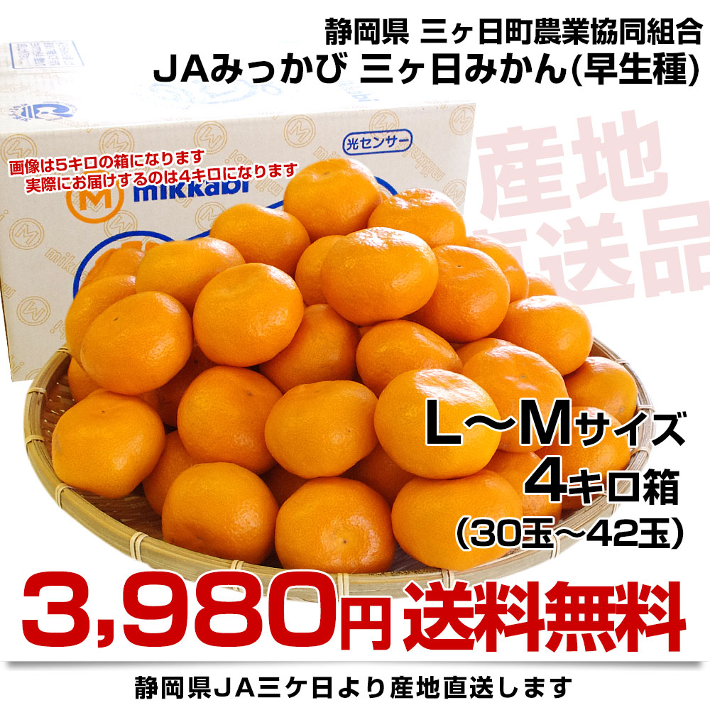 静岡県より産地直送 JAみっかび 三ケ日みかん (早生品種) LからMサイズ